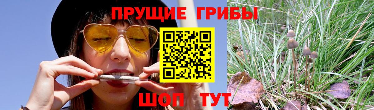 Галлюциногенные грибы GOLDEN TEACHER  Вход с VPN  Михайловск  Галлюциногенные грибы ЛСД 